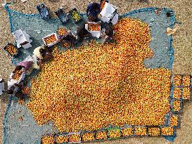 Tomato Harvest - Bangladesh