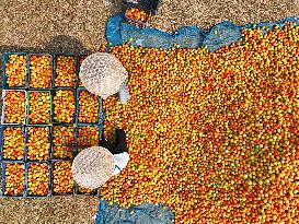 Tomato Harvest - Bangladesh