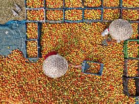 Tomato Harvest - Bangladesh