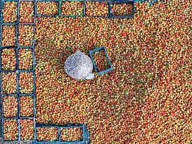 Tomato Harvest - Bangladesh