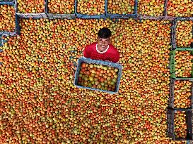 Tomato Harvest - Bangladesh