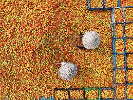 Tomato Harvest - Bangladesh