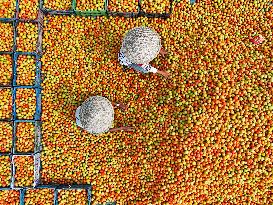 Tomato Harvest - Bangladesh