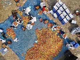 Tomato Harvest - Bangladesh