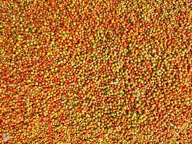 Tomato Harvest - Bangladesh