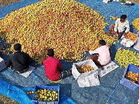 Tomato Harvest - Bangladesh