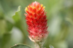 Rio Grande Globe Amaranth Flower