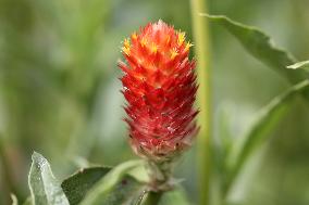 Rio Grande Globe Amaranth Flower