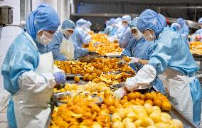 China Navel Oranges Manufacturing Industry