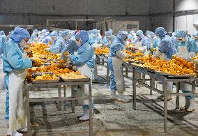 China Navel Oranges Manufacturing Industry