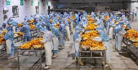 China Navel Oranges Manufacturing Industry