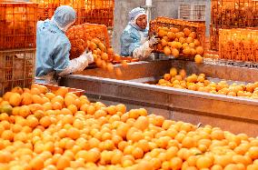 China Navel Oranges Manufacturing Industry