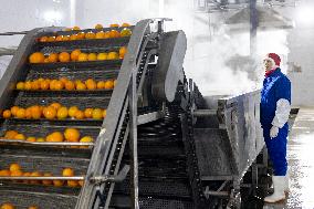 China Navel Oranges Manufacturing Industry