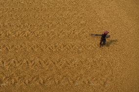 Rice Harvesting In India.