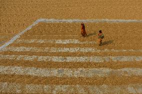 Rice Harvesting In India.