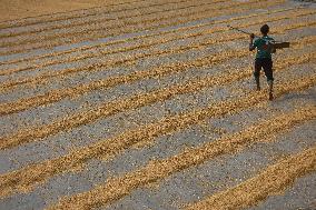 Rice Harvesting In India.