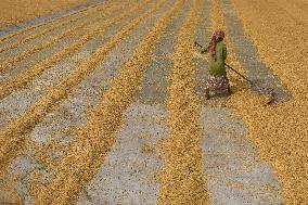 Rice Harvesting In India.