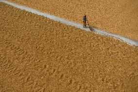 Rice Harvesting In India.