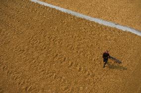 Rice Harvesting In India.