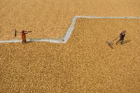 Rice Harvesting In India.