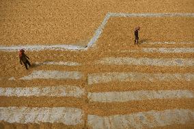 Rice Harvesting In India.