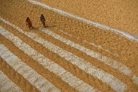 Rice Harvesting In India.