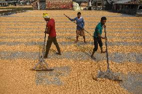 Rice Harvesting In India.