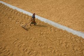 Rice Harvesting In India.