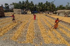 Rice Harvesting In India.