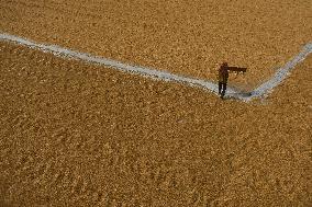 Rice Harvesting In India.