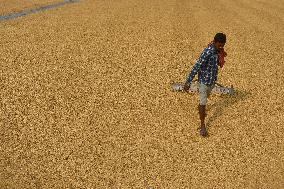 Rice Harvesting In India.