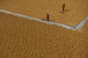 Rice Harvesting In India.