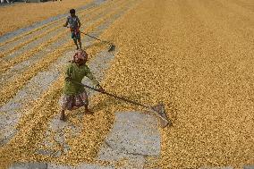 Rice Harvesting In India.