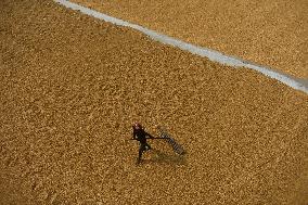 Rice Harvesting In India.