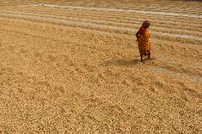 Rice Harvesting In India.