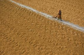 Rice Harvesting In India.