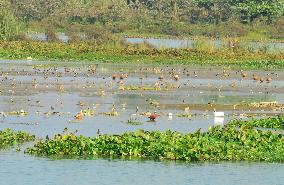 Migratory Birds At Fulbari Wetland