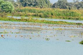 Migratory Birds At Fulbari Wetland