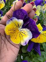 Pansy Flowers