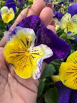 Pansy Flowers