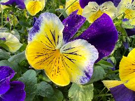 Pansy Flowers