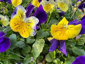 Pansy Flowers