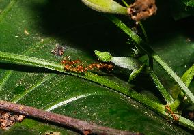 Oecophylla Smaragdina - Asian Weaver Ant - Animal India