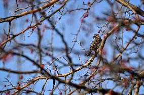 Birds winter on Khortytsia island