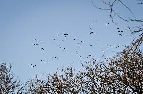 Birds winter on Khortytsia island