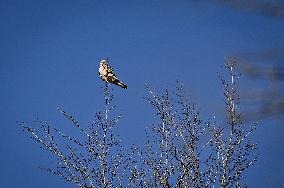 Birds winter on Khortytsia island