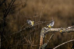 Birds winter on Khortytsia island