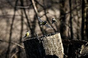 Birds winter on Khortytsia island