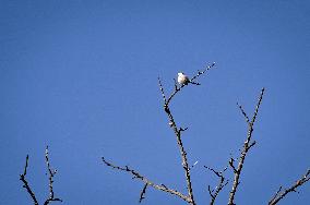 Birds winter on Khortytsia island