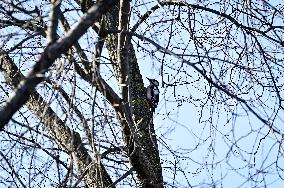 Birds winter on Khortytsia island